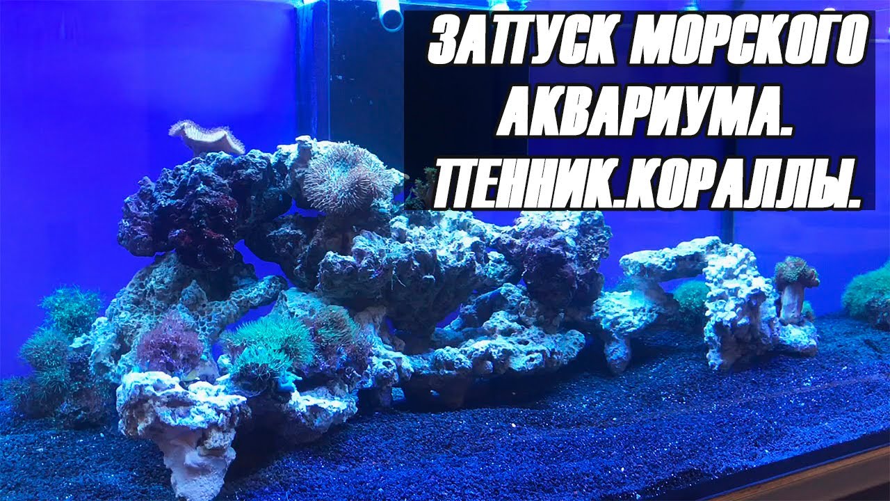 Запуск морского аквариума. Включение пенника.Первые кораллы.