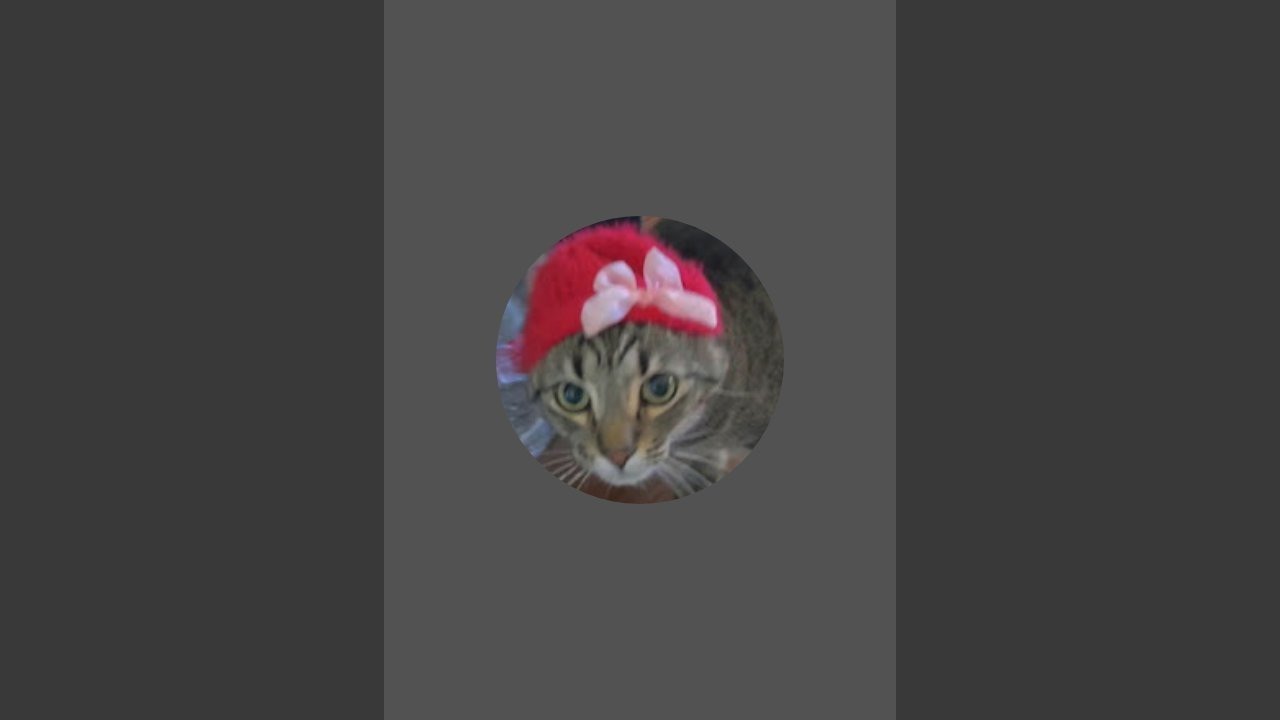 Cats Livestream #cat #liveshorts