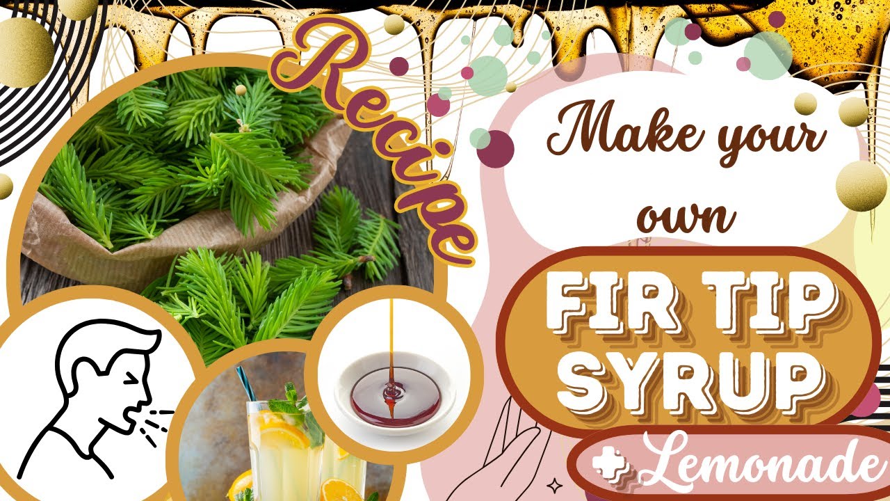 How to prepare fir and spruce tip syrup | Treasures from the forest