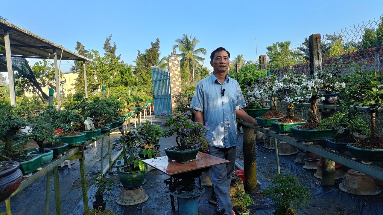 Bonsai giá rẻ LH ZALO/0336875979/02/03