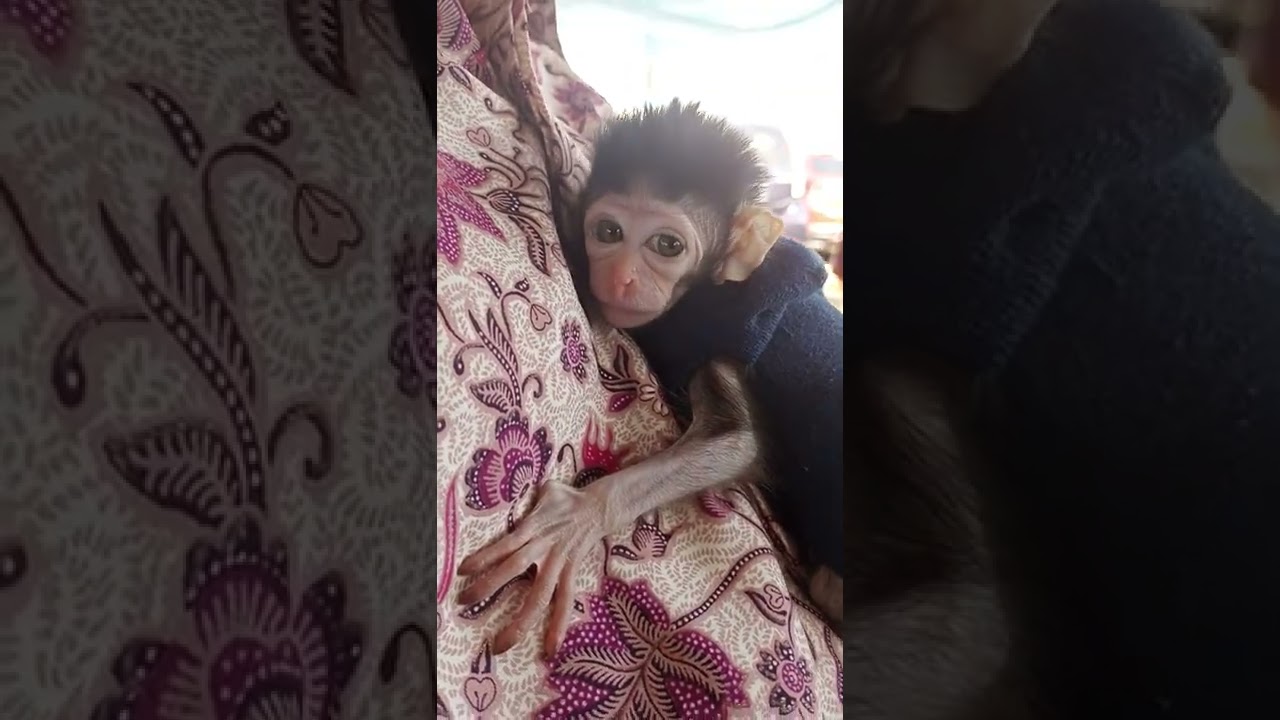 Friends Wedding Reception / 1 Month old baby Monkey 🐒 #shorts