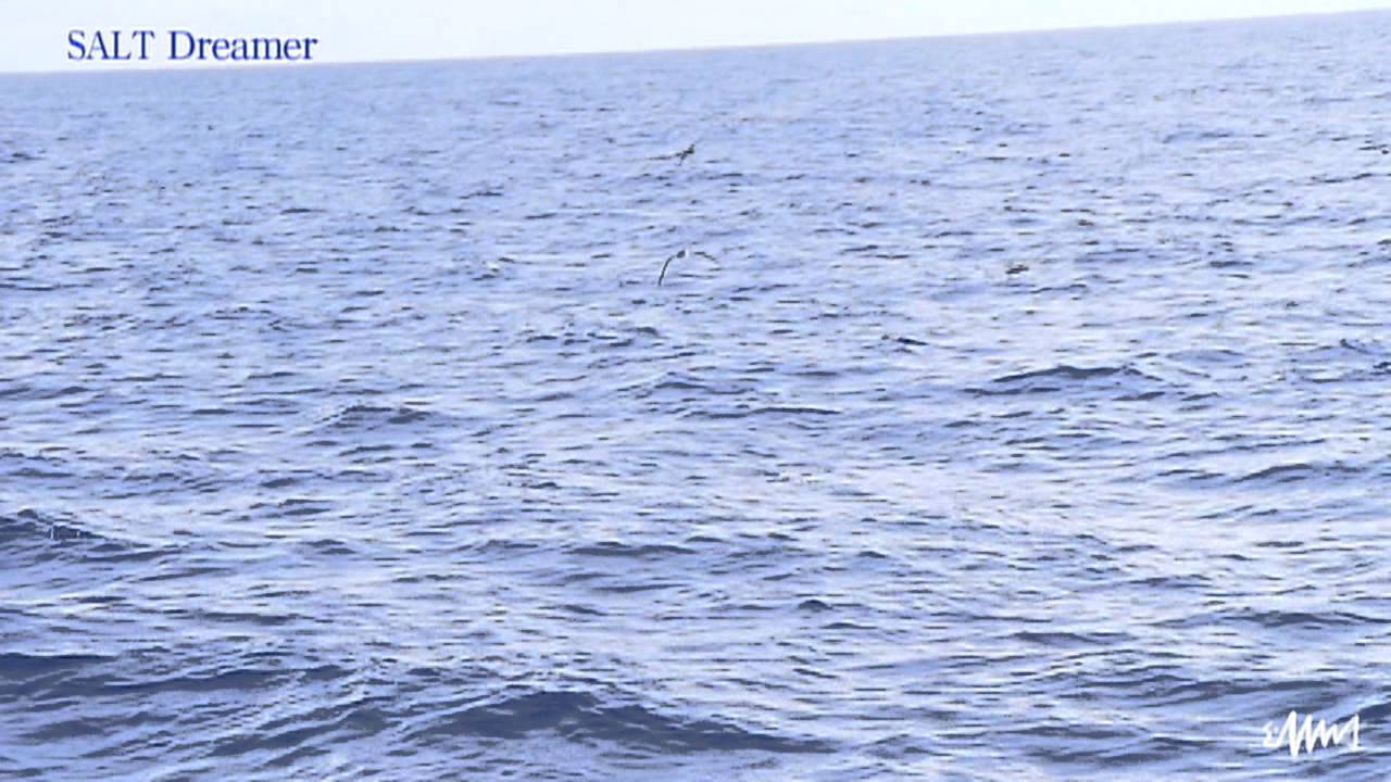 #037 沖縄県久米島　キハダ