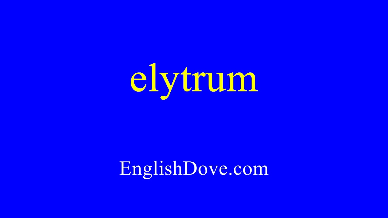 How to pronounce elytrum in American English