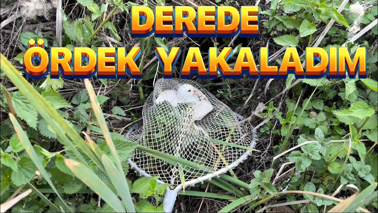DEREDE ÖRDEK YAKALADİM- AHMETİN TAVUKLARİ MİSAFİRİMİZDİ.. @casinoocann  @emrahbilgibrahma