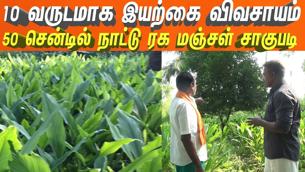 நாட்டு ரக மஞ்சளில் நோய் தாக்குதல் குறைவுதானாம்