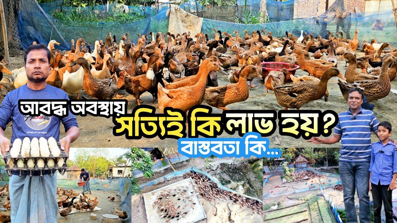 ২৫০ পিস ডিমের হাস পালন করে কেমন আয় করছেন উদ্যোক্তা | Agro Dream Bangla 