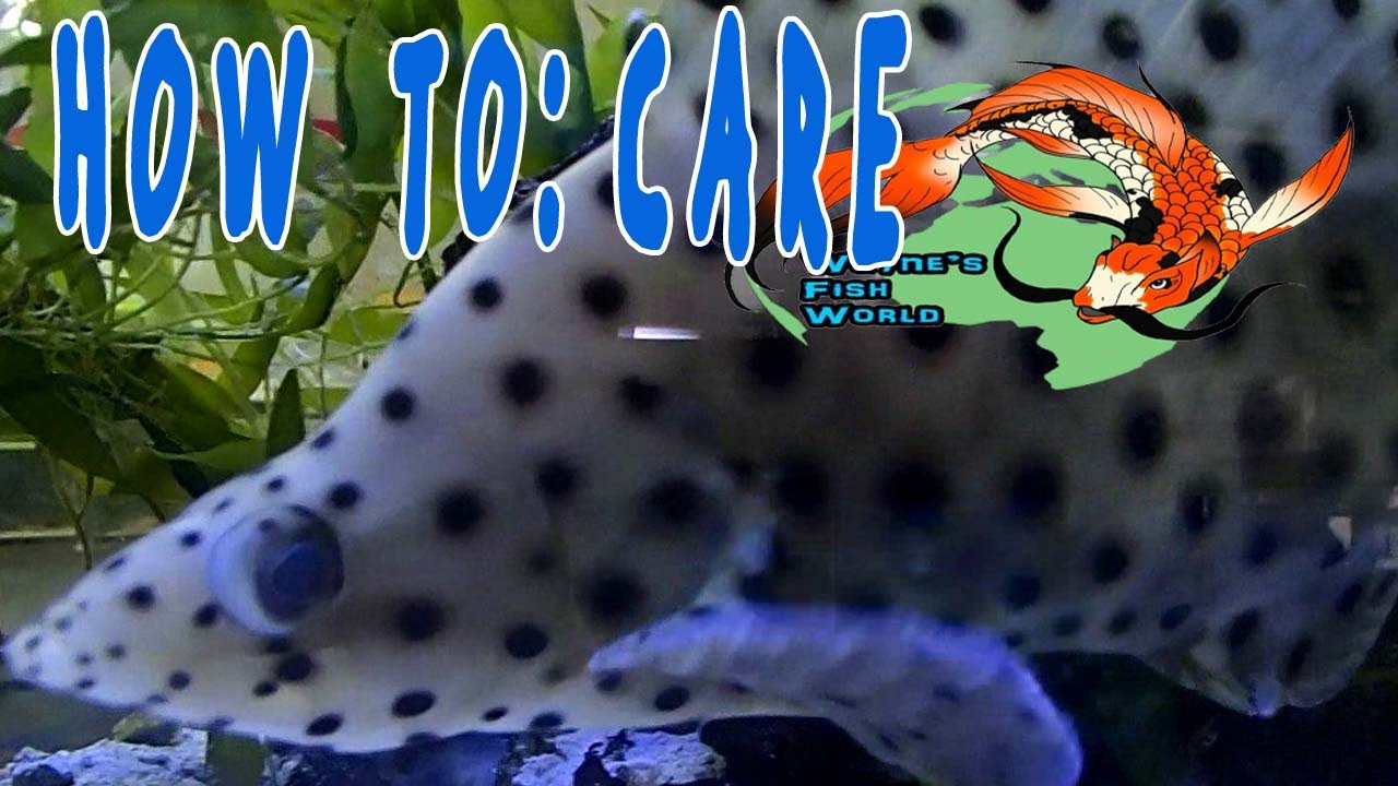 HOW TO CARE: Panther Grouper