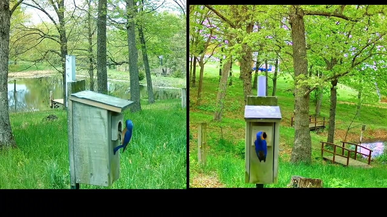 Wildlife Photographer Dan Bernskoetter Bluebirds Nesting Spotlight on the Arts 155
