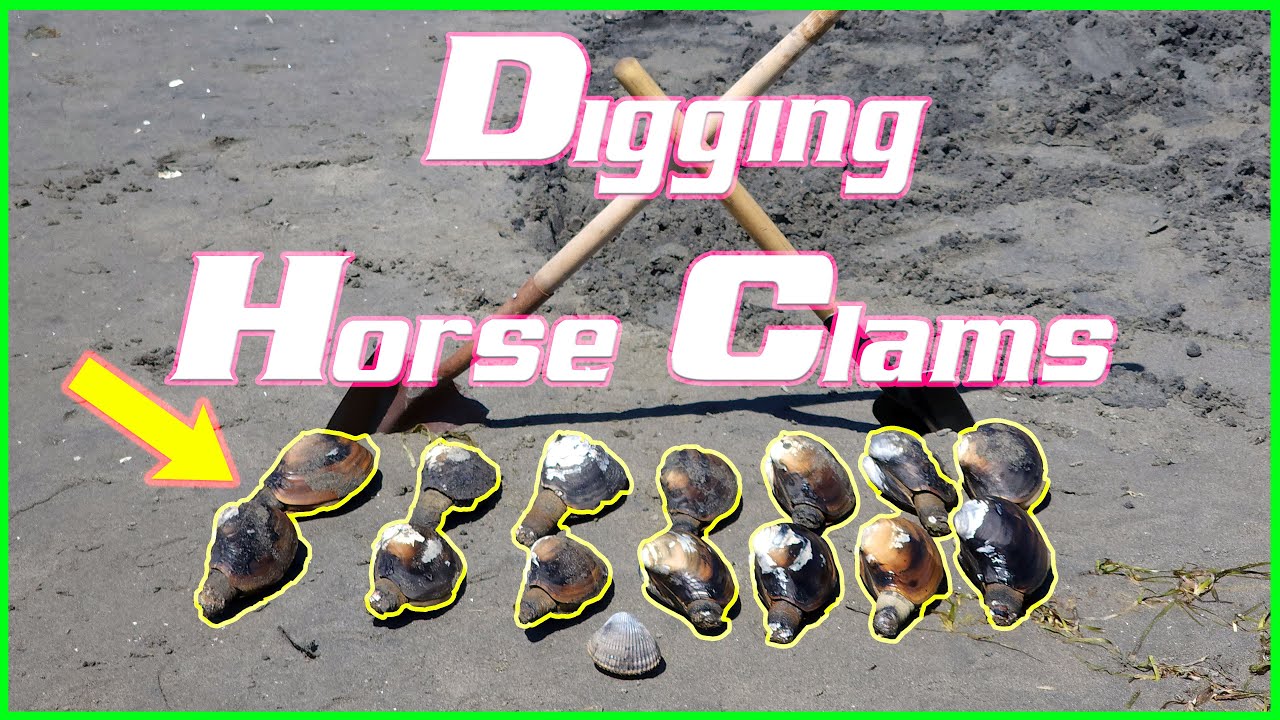 How to find and dig Horse Clams!