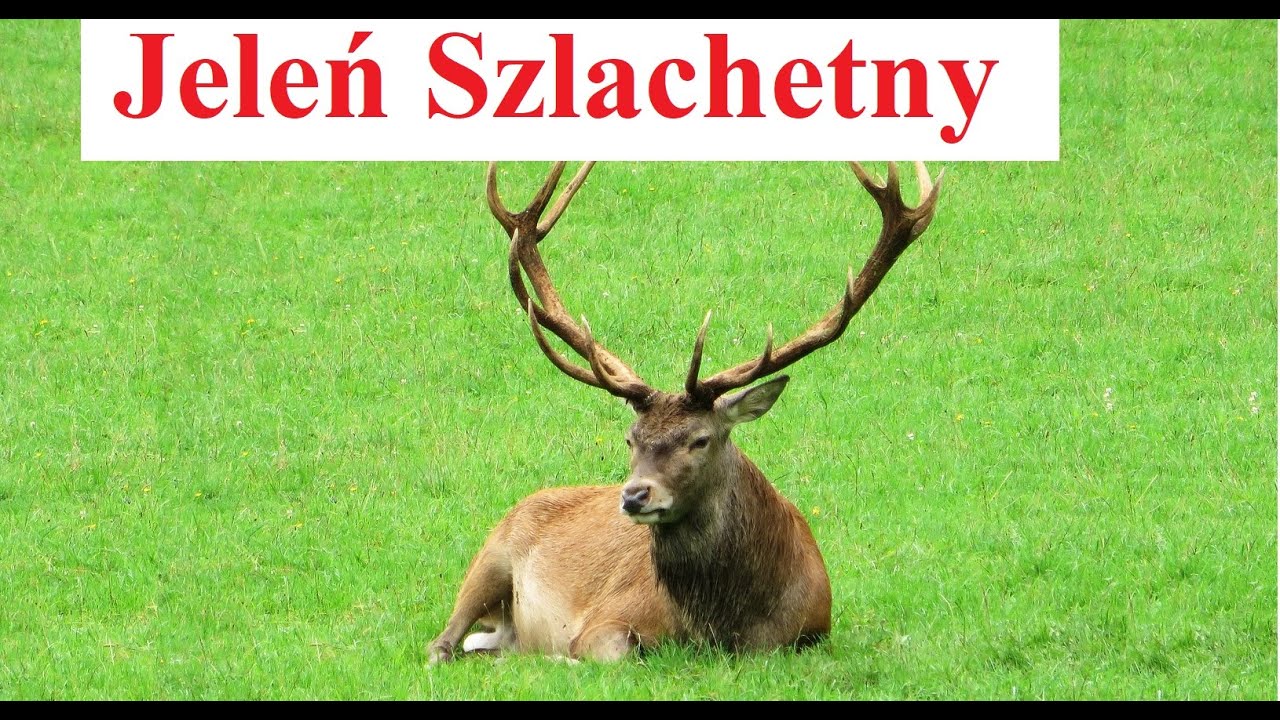 Jeleń Szlachetny - opis i ciekawostki
