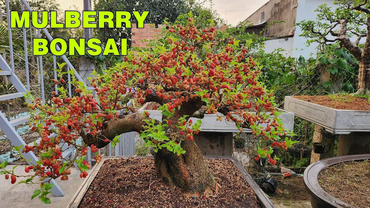 Dâu trái bonsai tại Bonsai Ngọc Hà, Long An