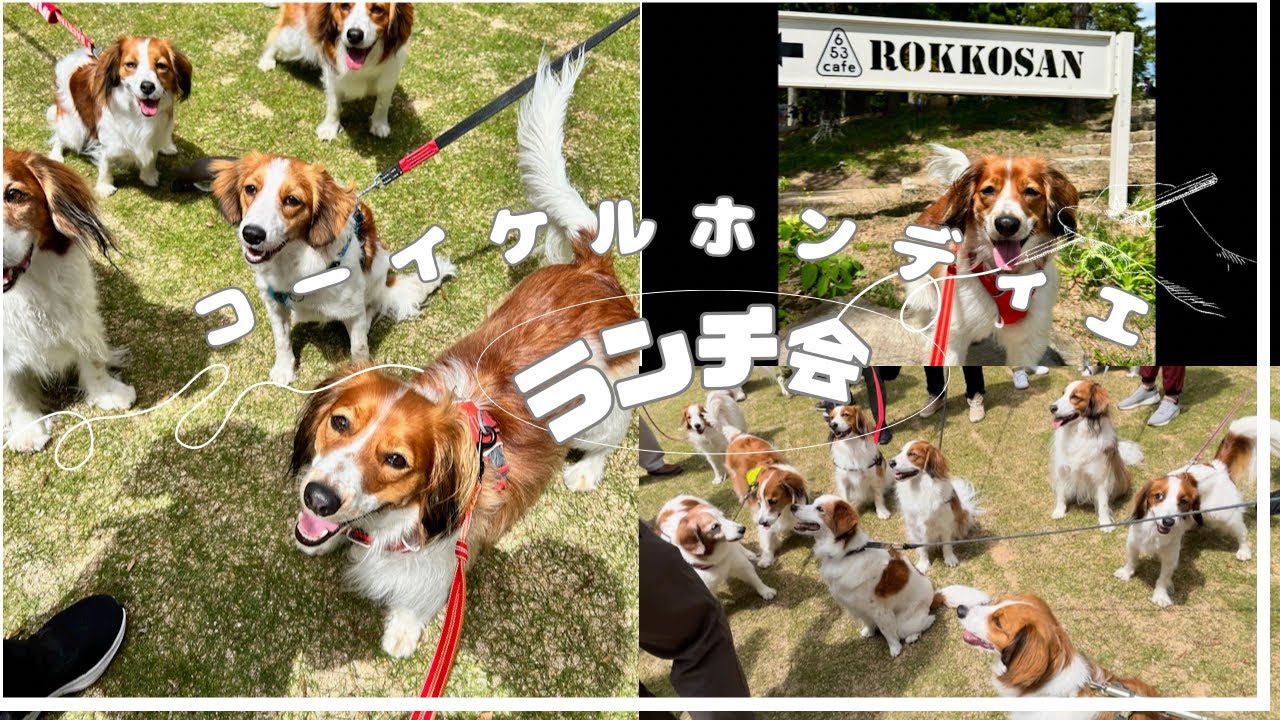 コーイケルホンディエ22頭、大集合。六甲山カフェでランチ会。貴重な映像
