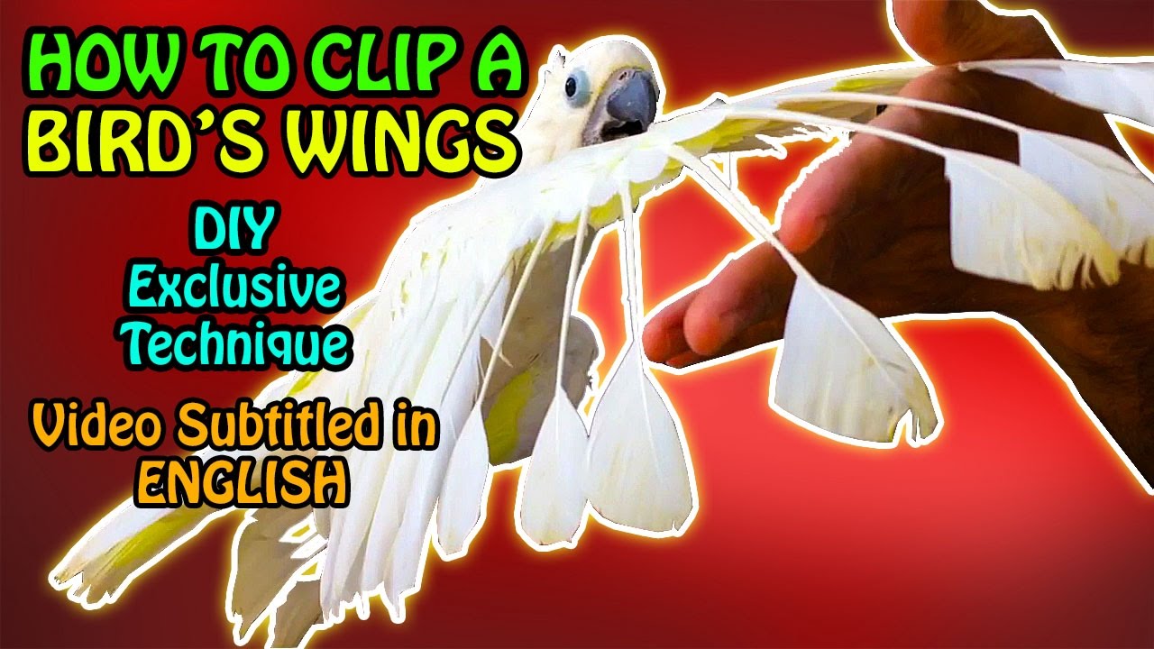How to Safely Trim Your Parrot’s Wings at Home | Wing Clipping Guide for Birds | Video in Urdu/Hindi