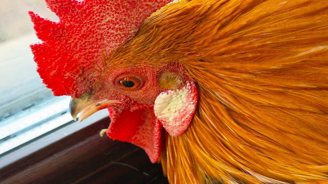 The rooster decided that the fox would lay eggs for him. Петух решил что лиса будет ему нести яйца.