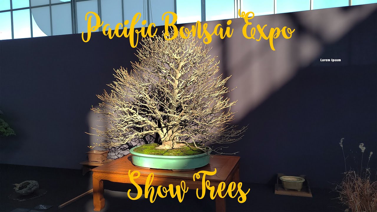 Выставочные деревья на Pacific Bonsai Expo, часть 2