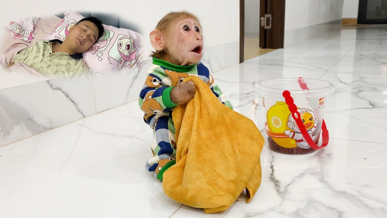 The best monkey video, meaningful that everyone should watch once 👍