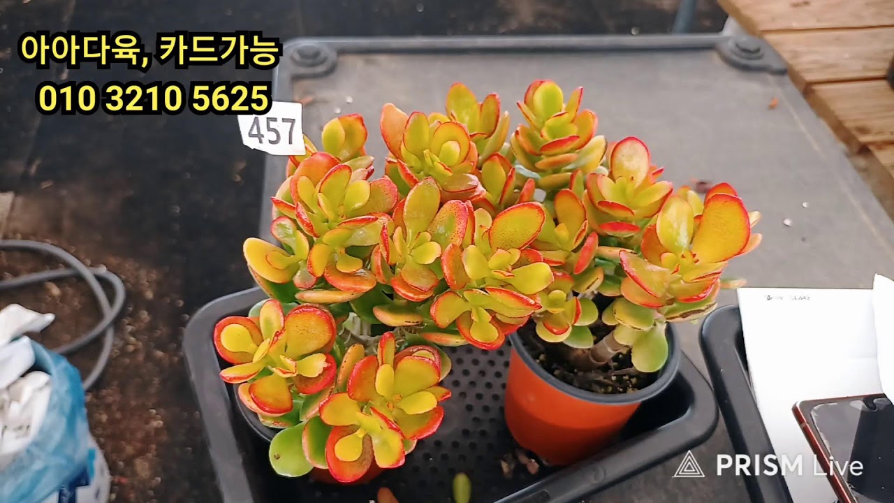 3 월19일  에오니움대품  미친질주    만원  후덜덜  굿모닝 ~~~
