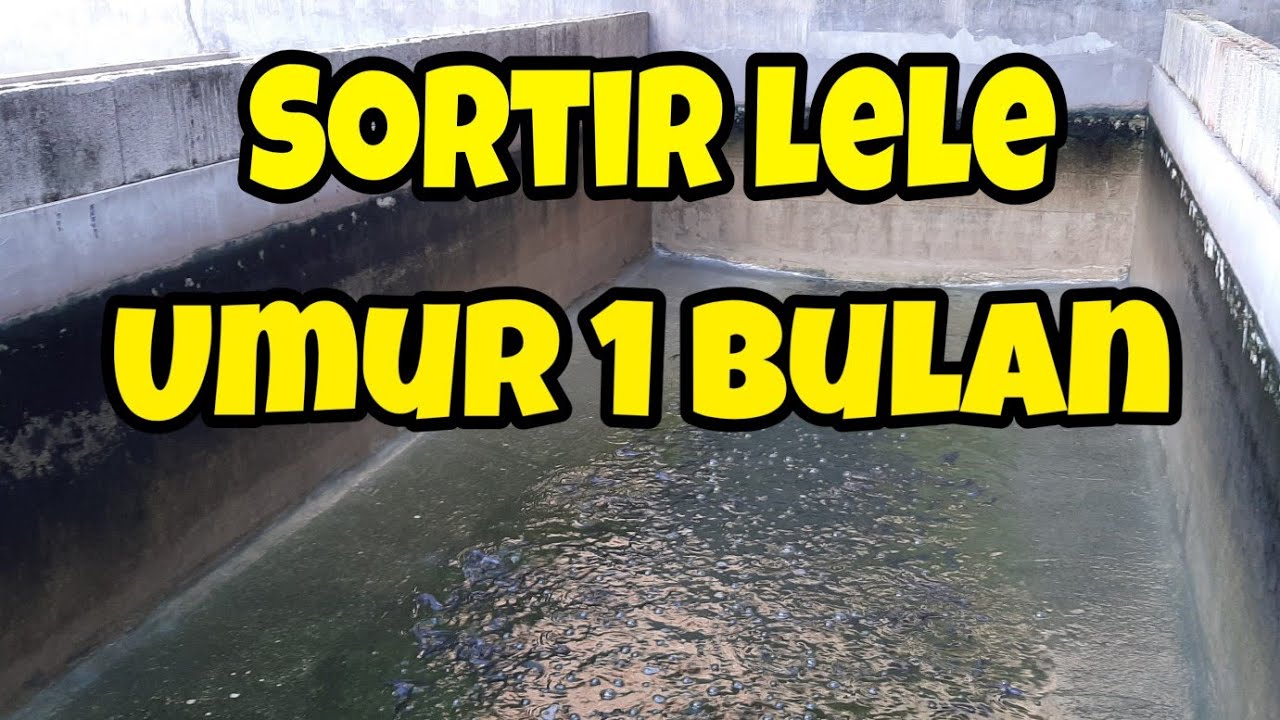 Sortir lele setelah 1 bulan tebar benih ukuran 5 cm