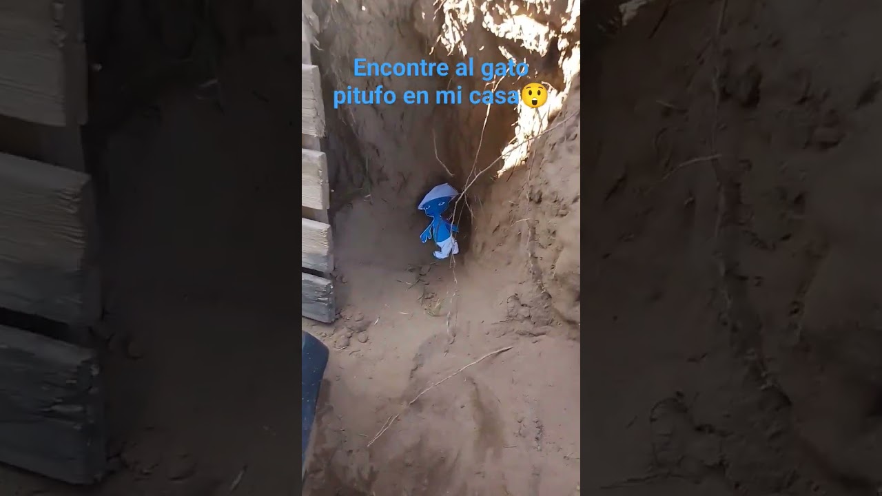 el gato pitufo es real