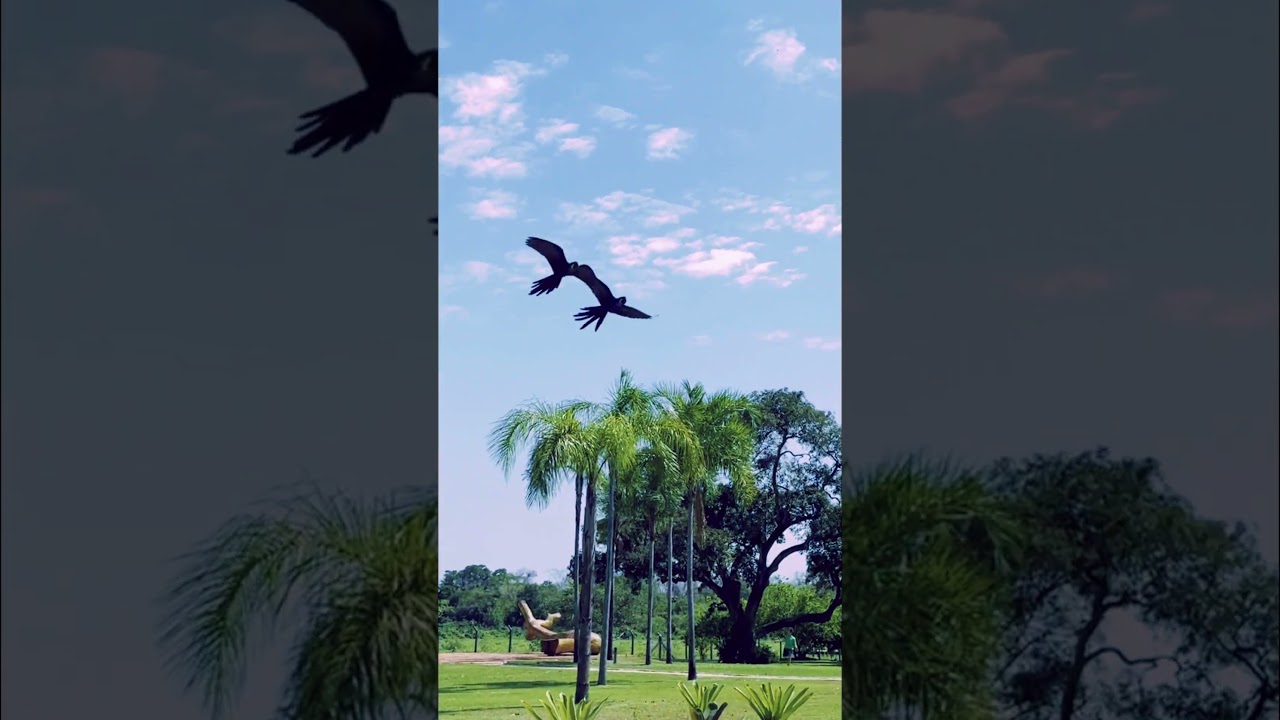 Squawking Endangered Hyacinth Macaws Flying Overhead | Brazil