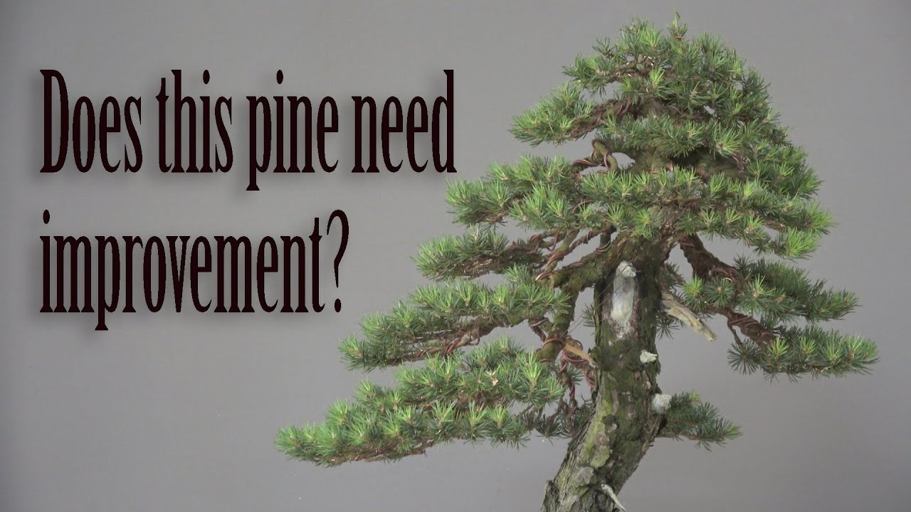 Does this pine need improvement?