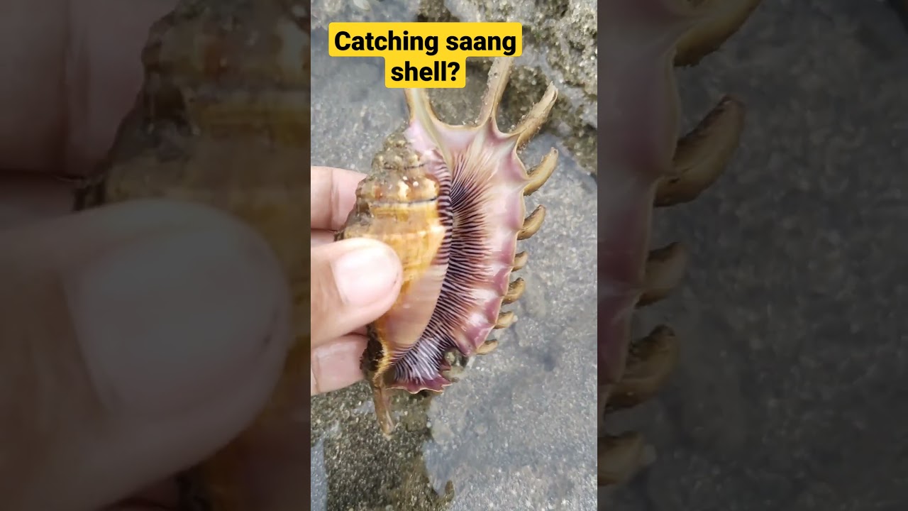Catching saang shell?very easy to catch! #catching #saang#asmr #satisfying#shorts