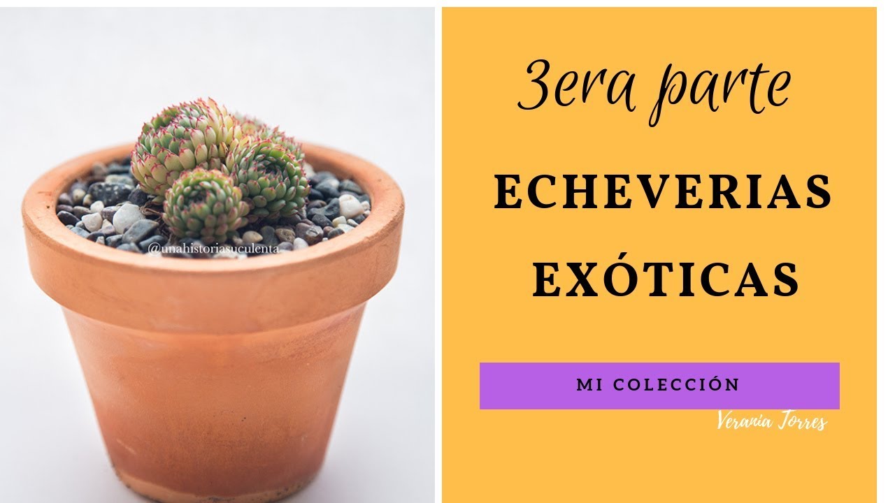 👩🏼‍🌾 PARTE III ECHEVERIAS EXOTICAS / MI COLECCIÓN