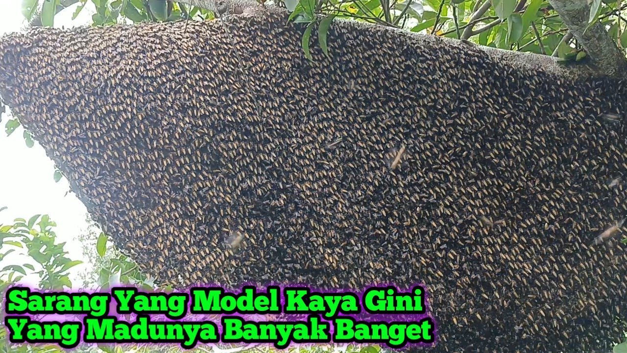Lebahnya Sangat Agresif,Madunya Super Banyak     #bee#honey#lebah#hutan#alam#trending#viral#extreme 