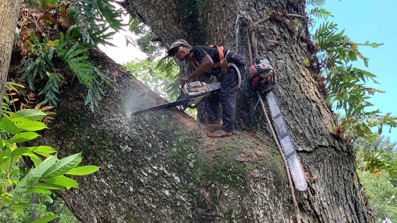 We Cut Down the Largest Ancient Rain Tree Stump and Found This Inside...