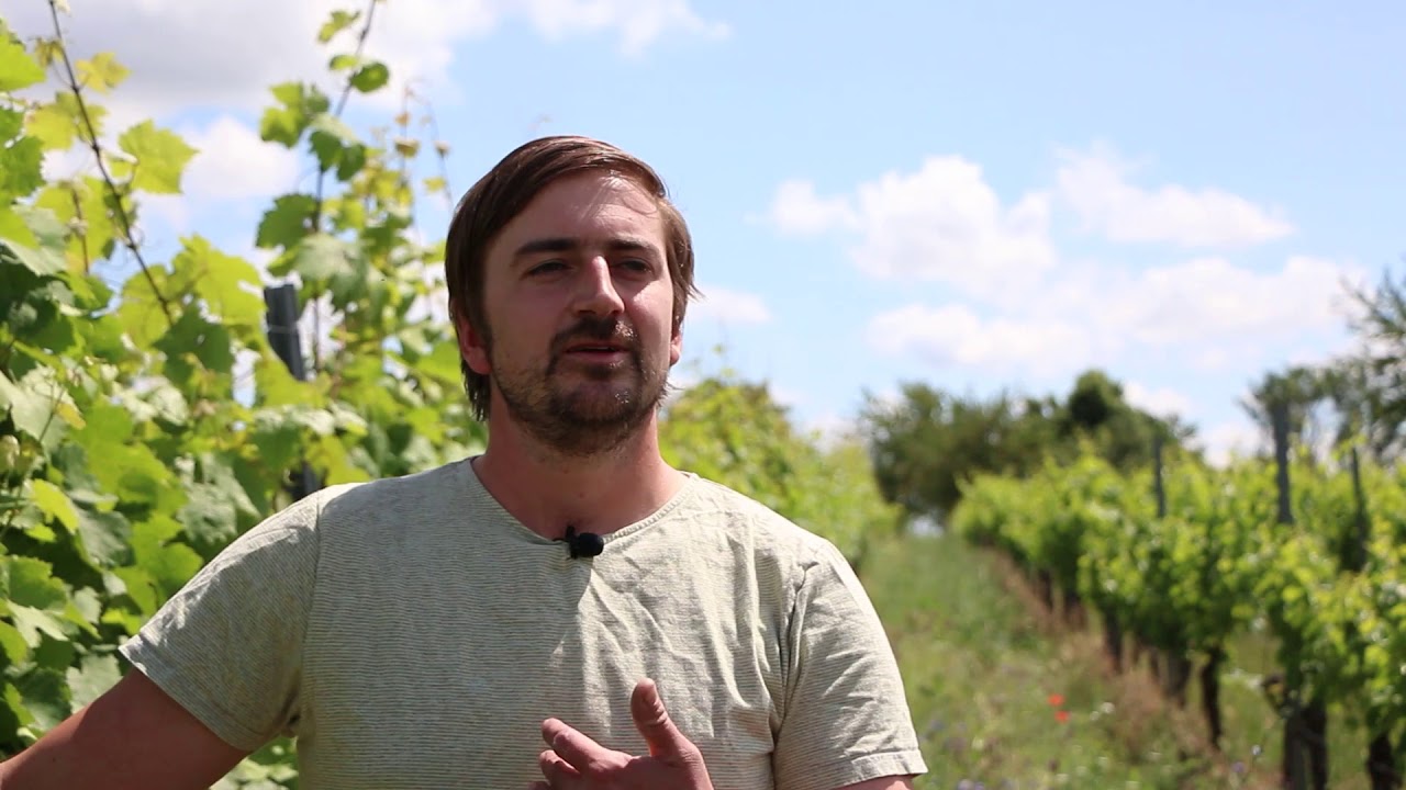 Demeter-Winzer Theo Weinmann über Biodynamie und Demeter-Wein