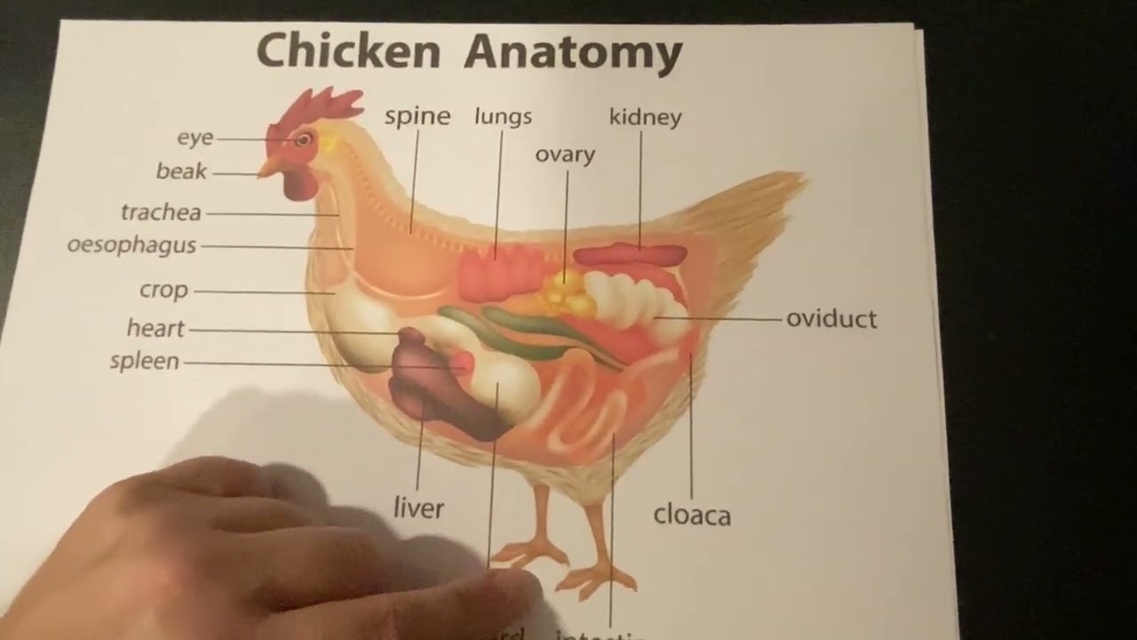 Common Ailments in Backyard Chickens