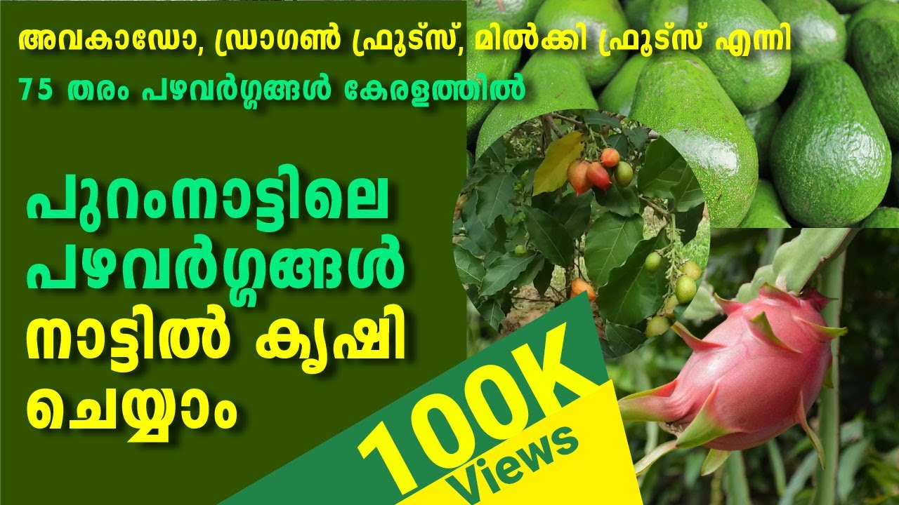 പുറംനാട്ടിലെ പഴവർഗ്ഗങ്ങൾ നാട്ടിൽ കൃഷി ചെയ്യാം |  Foreign fruits farming in Kerala