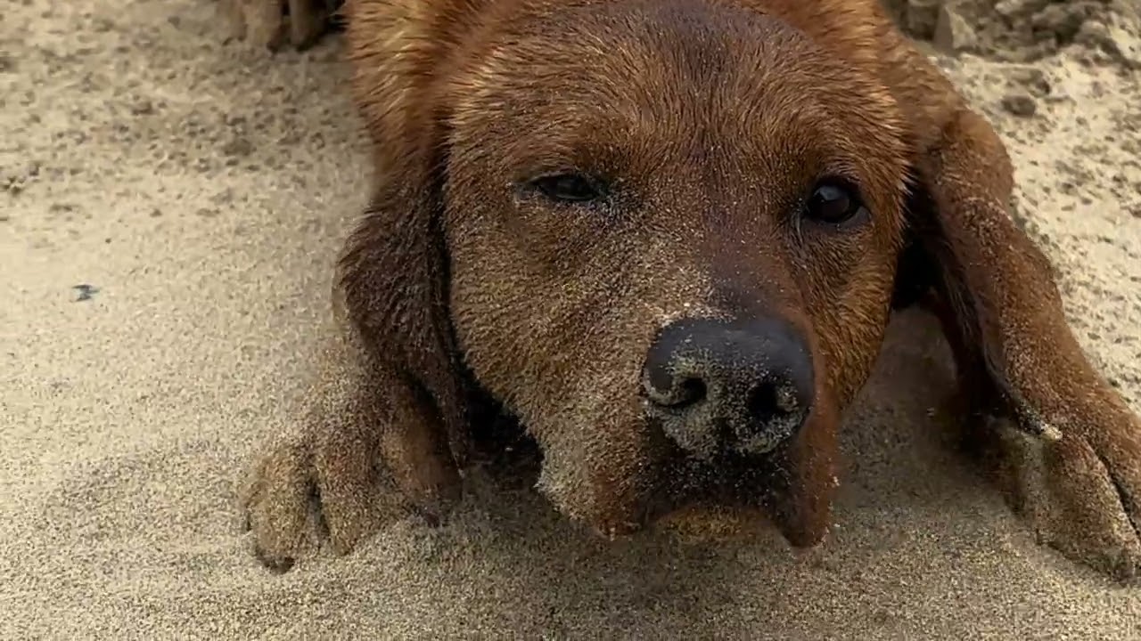 Stop my dog from running up to other dogs