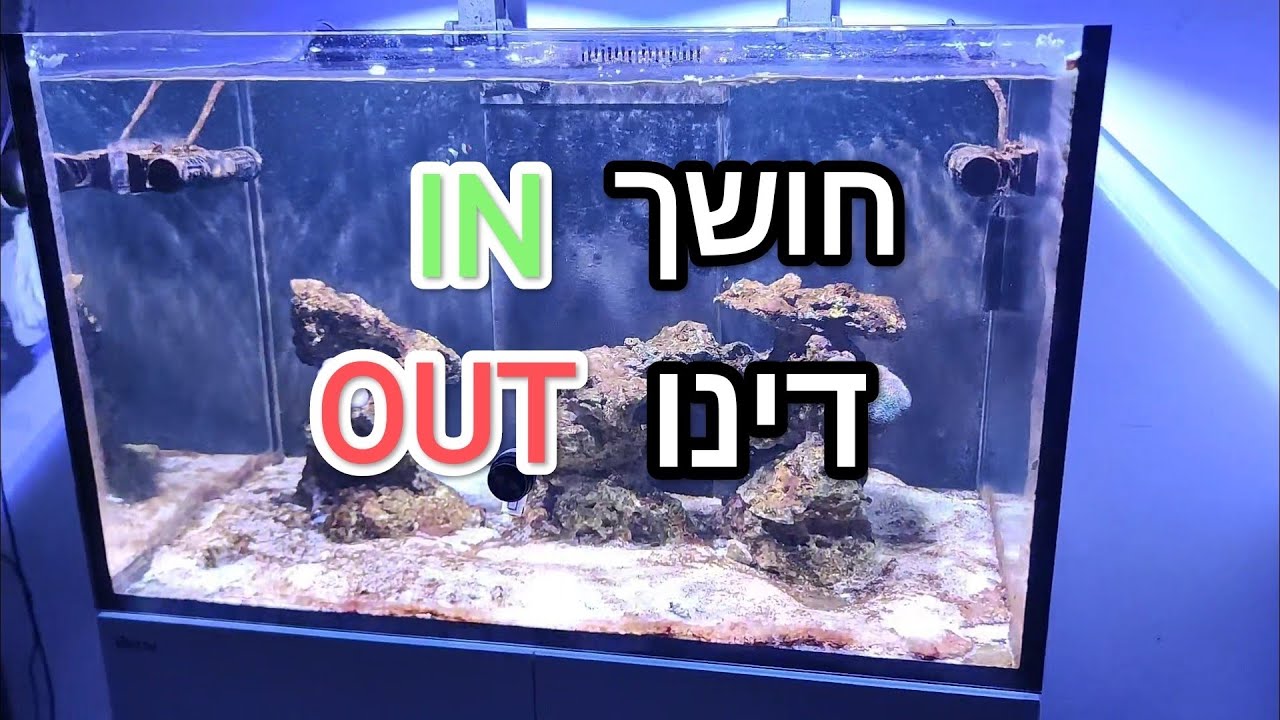 ניסוי חושך בדינו: כך נראה האקווריום אחרי 4 ימים