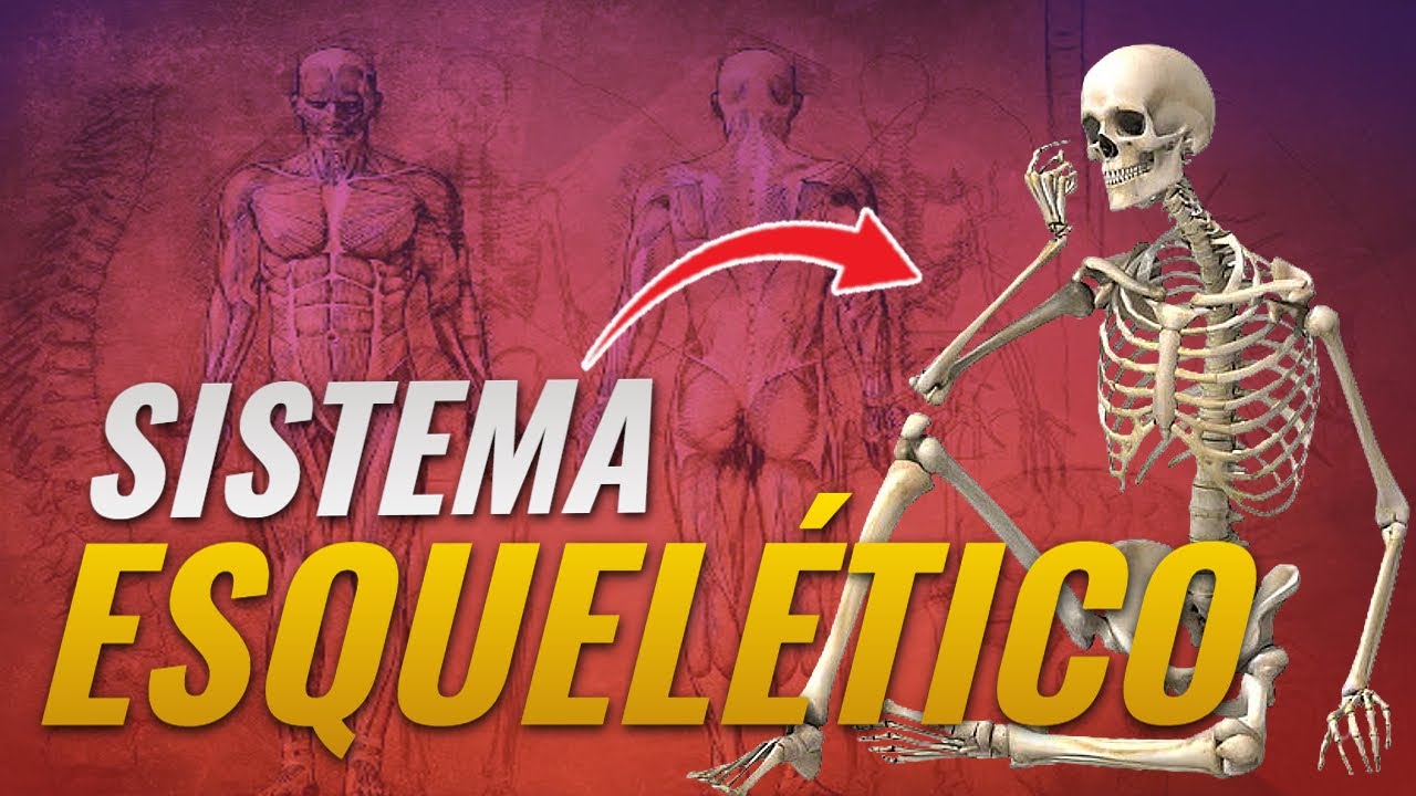 SISTEMA ESQUELÉTICO - AULA COMPLETA - SISTEMA ÓSSEO