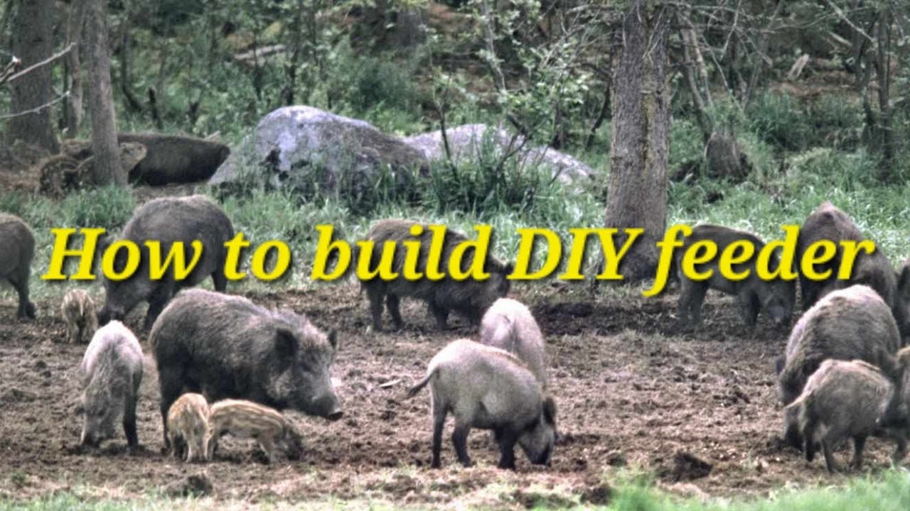 DIY Hog Log (How to Attract Hogs)