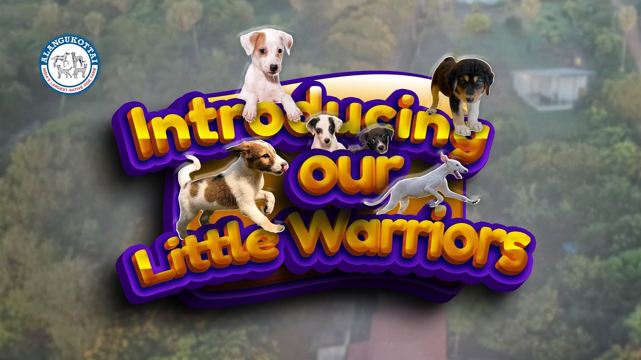 Introducing our Little Warriors | Alangu Dog farm
