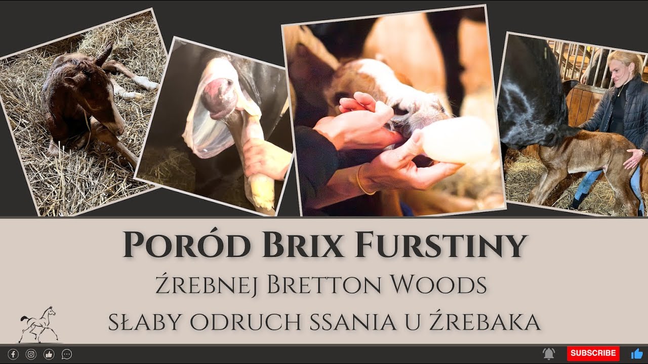 Poród klaczy Furstiny i narodziny Bel Ami - słaby odruch ssania u źrebaka