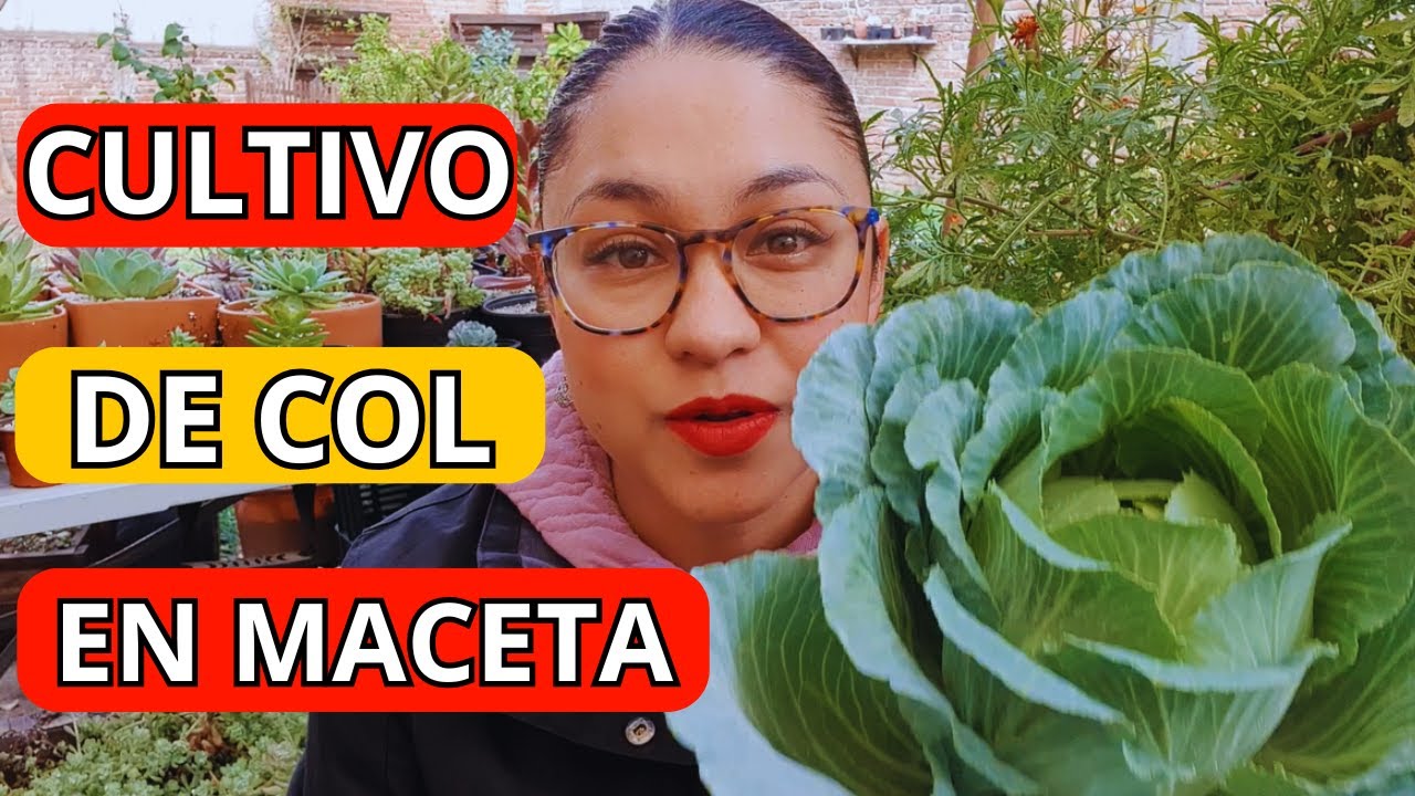 Cómo cultivar COL-REPOLLO en casa//cultivo completo paso a paso🌱👌