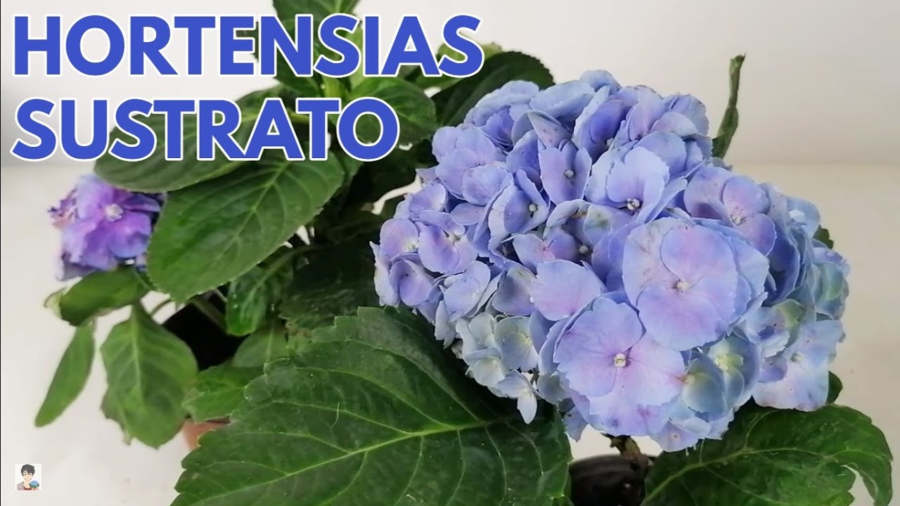 hortensias Hydrangeas sustrato perfecto CHUYITO JARDINERO