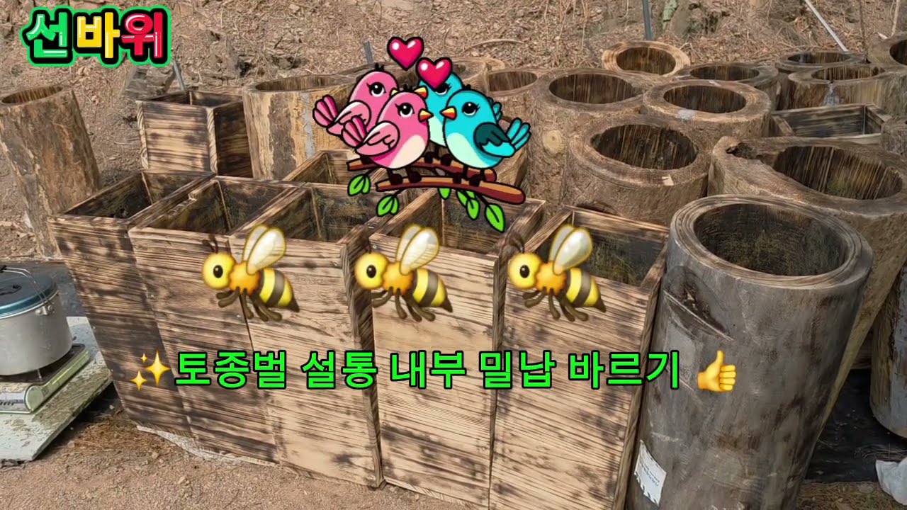 ✨️토종벌 산벌받기 밀납바르고  토종벌 유인👍