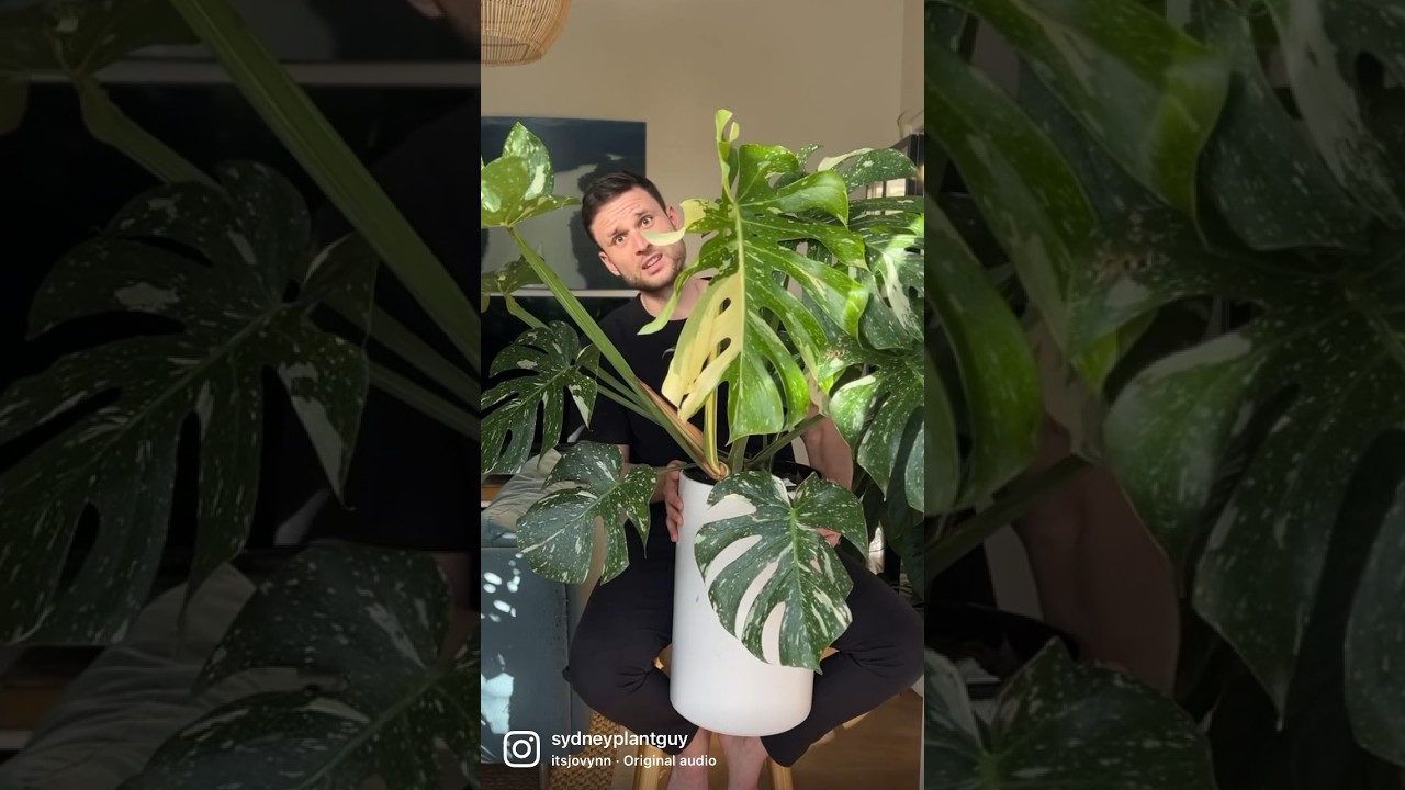 Monstera Thai Constellation #monsterathaiconstellation #houseplants #indoorplants