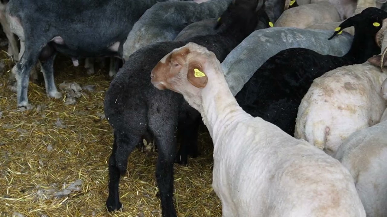 Viaţa satului: ediţia din 1 Martie 2026 (@TVR1)