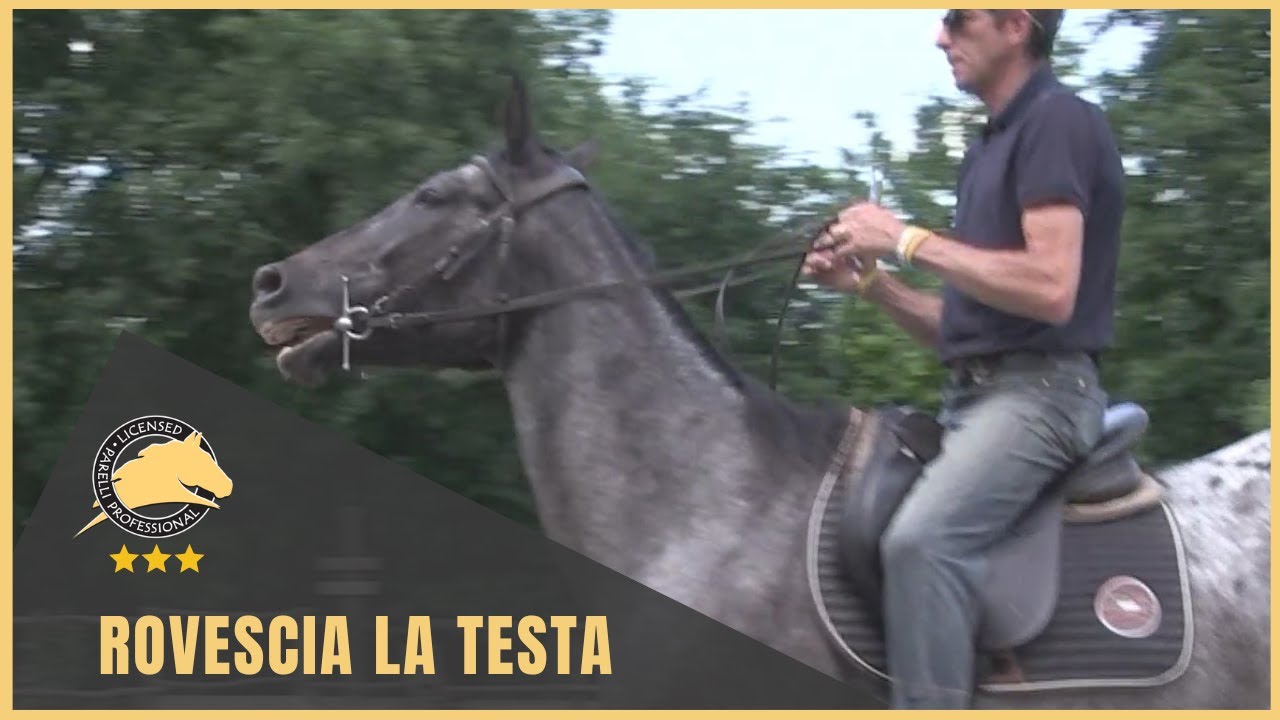 Cavallo che rovescia la testa