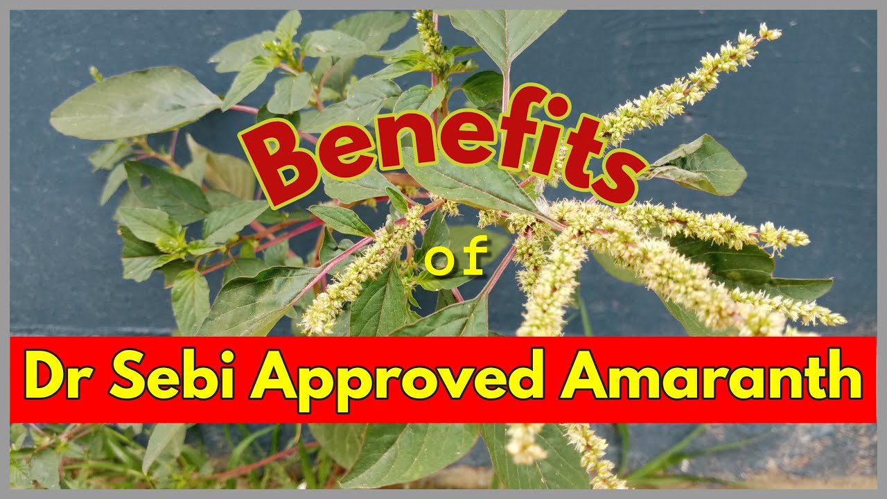 DR SEBI APPROVED AMARANTH GREENS - MEDICINE & FOOD #drsebi #drsebiapproved #amaranth #alkalinefood