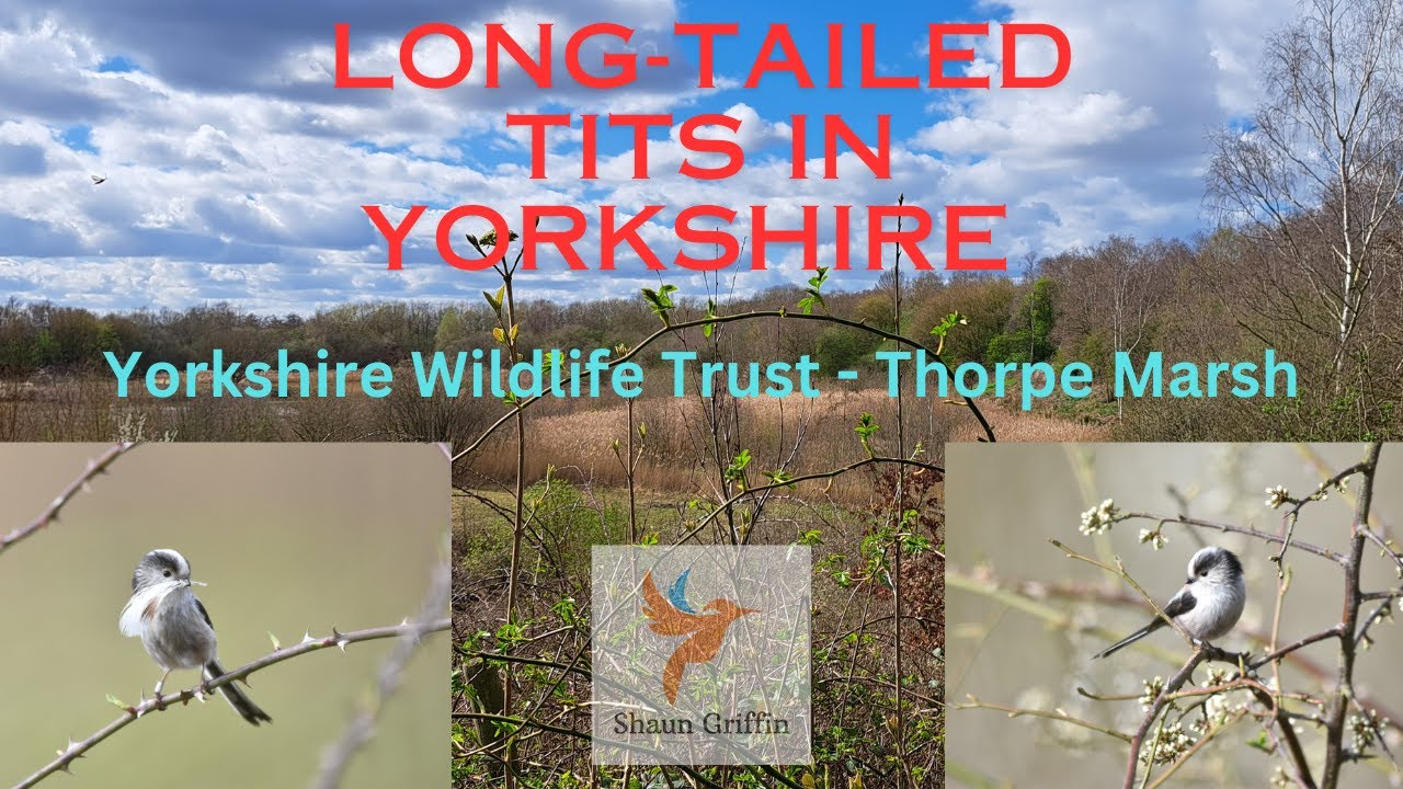 Thorpe Marsh - Yorkshire Wildlife Trust (Mar 24)