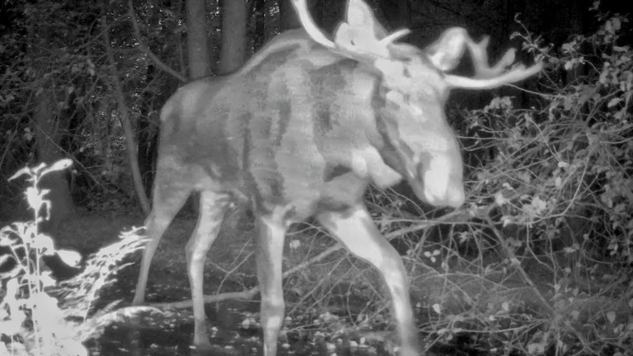 Bobry i bukowisko łosi - nagrania z fotopułapki