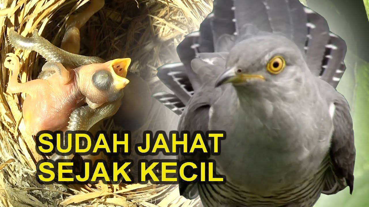 KEDASIH BURUNG PALING JAHAT DAN LICIK