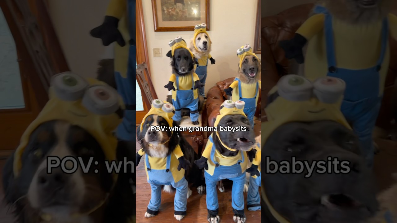 Видно, что она их балует 😂 #dogsofyoutube
