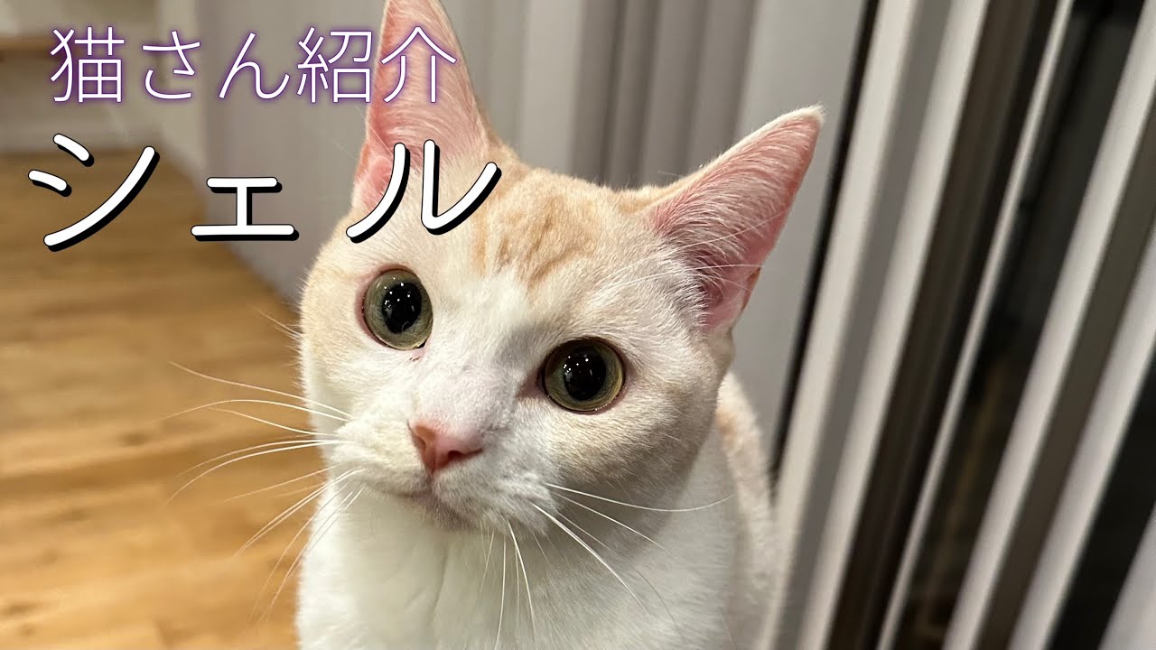 【パスタの仲間たち】猫さん、紹介動画2